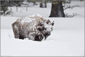 Bison.jpg.6325051981cab334f9b90e6ca26640b8.jpg