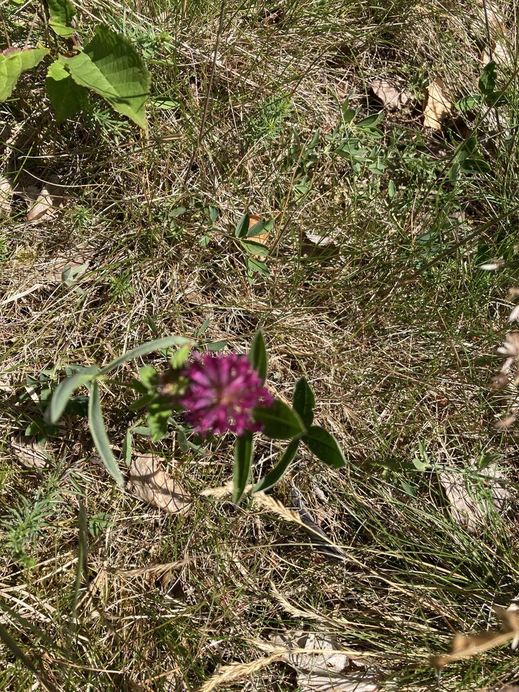 IMG_3302.jpeg